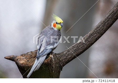 オーストラリアの野鳥 オカメインコの写真素材 [72411418] - PIXTA