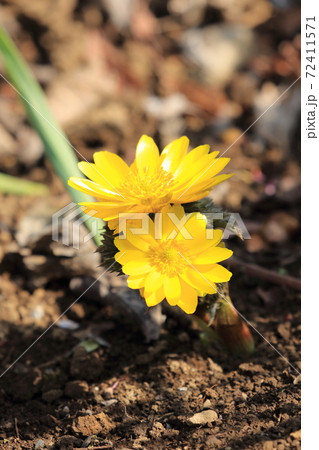 福寿草（フクジュソウ）の花 72411571