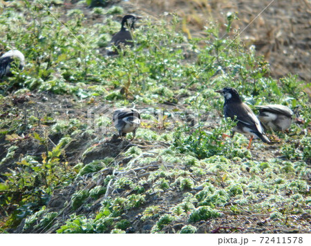 亘理町【鳥の海】近くの農地に降り立ったムクドリ 72411578