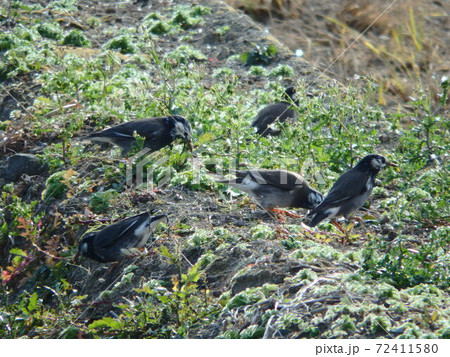 亘理町【鳥の海】近くの農耕地でえさを食べるムクドリ 亘理町【鳥の海】近くの農耕地でえさを食べるムクドリ 72411580