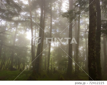 霧に覆われた森を歩くの写真素材