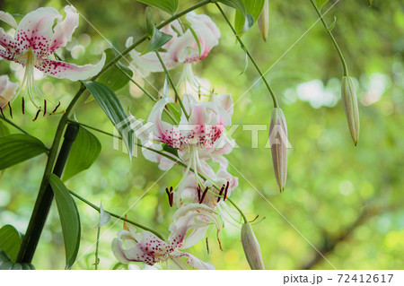 カノコユリ 72412617