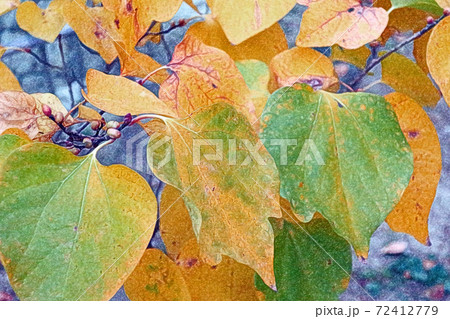色付いた「ダンコウバイの紅葉」色鉛筆画風 72412779