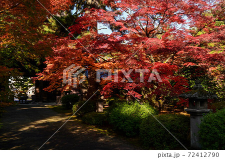 天徳院の紅葉 天徳院の紅葉 72412790