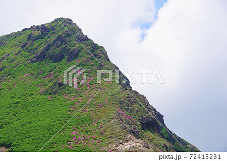 大分県 ミヤマキリシマの咲く久住山山頂 大分県 ミヤマキリシマの咲く久住山山頂 72413231