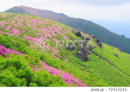 大分県 久住山山頂に咲くミヤマキリシマ 大分県 久住山山頂に咲くミヤマキリシマ 72413233