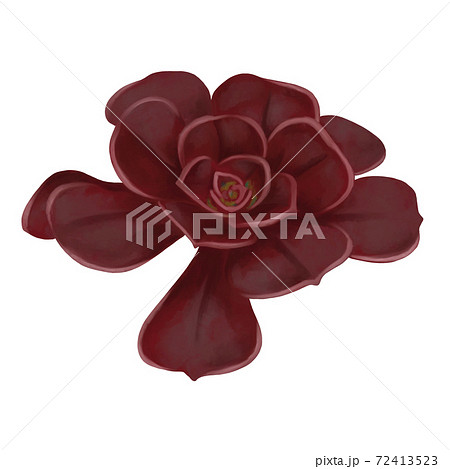 水彩風 濃い赤色の多肉植物の黒法師 線画なしのイラスト素材