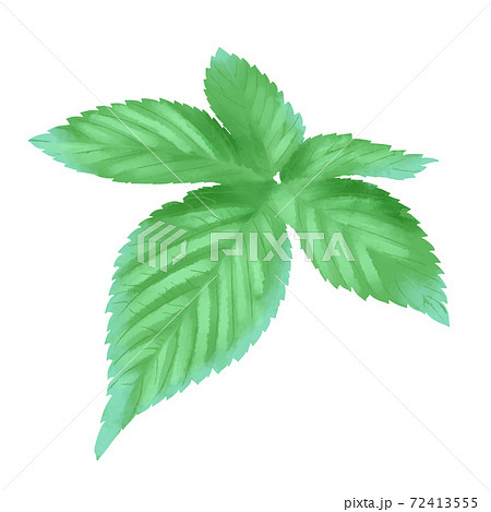 水彩風 鮮やかな緑色のカナムグラの葉 線画なし 水彩風 鮮やかな緑色のカナムグラの葉 線画なし 72413555