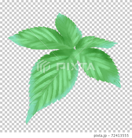 水彩風 鮮やかな緑色のカナムグラの葉 線画なし 水彩風 鮮やかな緑色のカナムグラの葉 線画なし 72413555