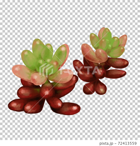 Watercolor-style plump succulent aurora without line art Watercolor-style plump succulent aurora without line art 72413559