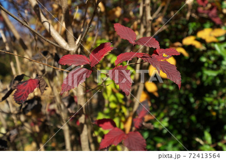 オトコヨウゾメの紅葉 葉は乾くと黒くなる オトコヨウゾメの紅葉 葉は乾くと黒くなる 72413564