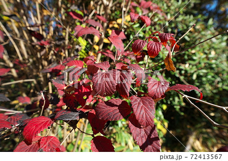 オトコヨウゾメの紅葉　葉は乾くと黒くなる 72413567