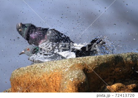 水浴びをする鳩 72413720