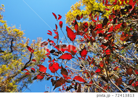 透過光で真っ赤に輝く「オトコヨウゾメ」の紅葉 黄色はクヌギ 透過光で真っ赤に輝く「オトコヨウゾメ」の紅葉 黄色はクヌギ 72413813