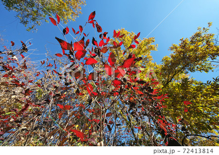 透過光で真っ赤に輝く「オトコヨウゾメ」の紅葉　広角撮影　黄色はクヌギ 72413814