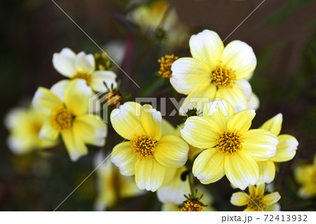 ウィンターコスモス ウィンターコスモス 72413932