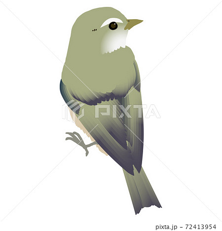 かわいい野鳥ウグイスのベクターイラスト 72413954