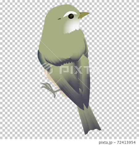 かわいい野鳥ウグイスのベクターイラスト 72413954