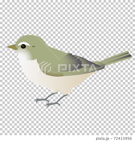 かわいい野鳥ウグイスのベクターイラスト かわいい野鳥ウグイスのベクターイラスト 72413956