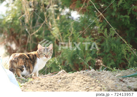 振返って見る猫 72413957