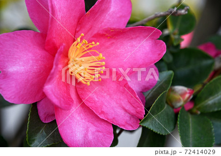 サザンカ(山茶花) サザンカ(山茶花) 72414029