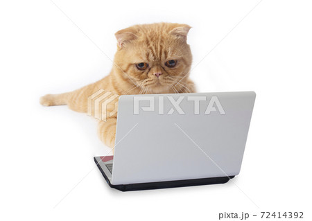 Little scottish fold cat using laptop computer searching something from internet. Little scottish fold cat using laptop computer searching something from internet. 72414392