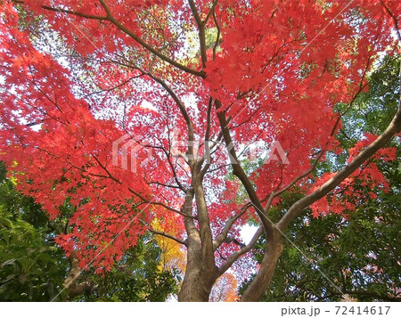 大きな紅葉 もみじ 国内観光イメージ 大きな紅葉 もみじ 国内観光イメージ 72414617