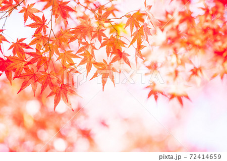 紅葉 秋イメージ 紅葉 秋イメージ 72414659