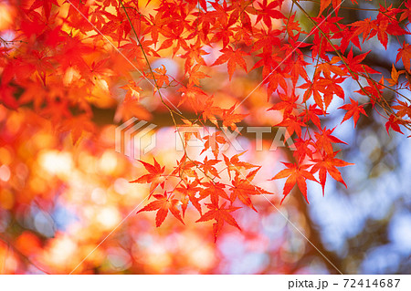 紅葉　秋イメージ 72414687