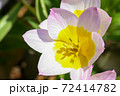 変わり種のチューリップ 72414782