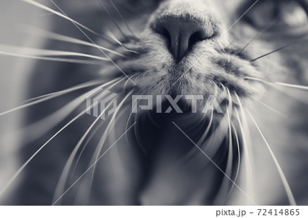 Gray cat is yawning into camera Gray cat is yawning into camera 72414865