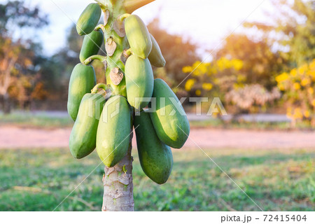 organic green papaya on tree. organic green papaya on tree. 72415404