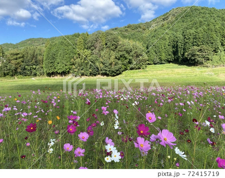 青空と山とコスモスのある景色 72415719