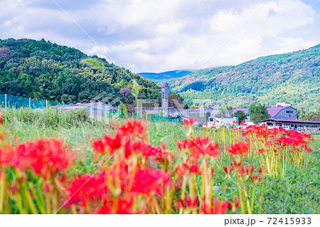 (静岡県)ヒガンバナ咲く、酪農王国オラッチェ (静岡県)ヒガンバナ咲く、酪農王国オラッチェ 72415933