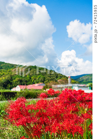 （静岡県）ヒガンバナ咲く、酪農王国オラッチェ 72415935
