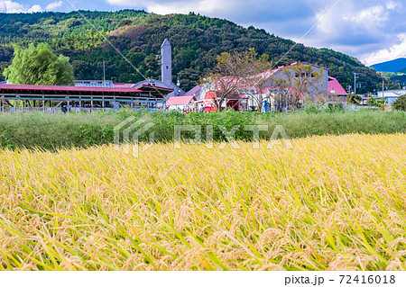(静岡県)黄金色の水田、酪農王国オラッチェ (静岡県)黄金色の水田、酪農王国オラッチェ 72416018