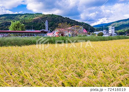 (静岡県)黄金色の水田、酪農王国オラッチェ (静岡県)黄金色の水田、酪農王国オラッチェ 72416019