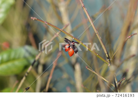 Burning Bush Burning Bush 72416193