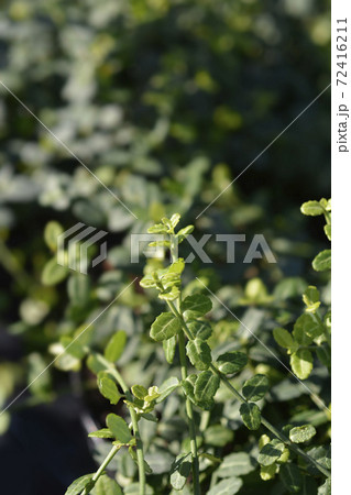 Wintercreeper Minimus Wintercreeper Minimus 72416211