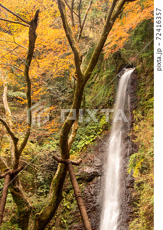 紅葉の養老の滝 紅葉の養老の滝 72416357