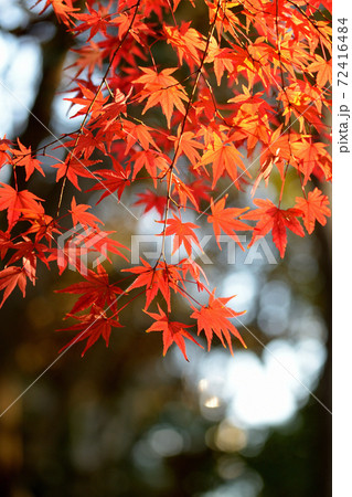 東京　代々木公園の紅葉 72416484
