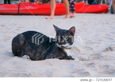 砂浜で寛ぐ白黒の猫 (ライレイ、クラビ県、タイ王国) 72416647
