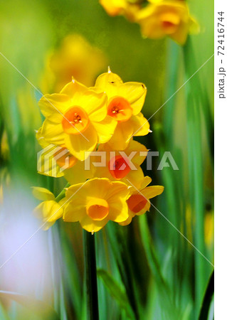 春が来た 黄色の元気なスイセン 春が来た 黄色の元気なスイセン 72416744