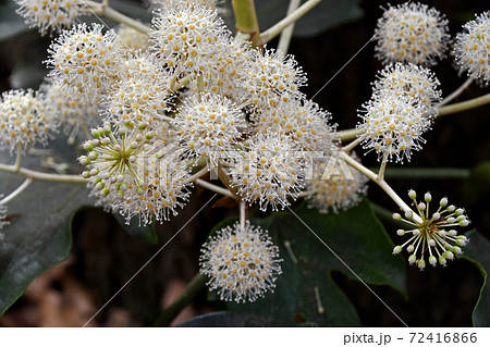 ヤツデの花の写真素材