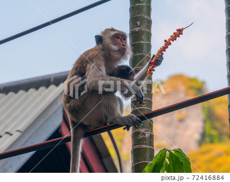 電線の上で木の実を食べる子連れのカニクイザル (ライレイ、クラビ県、タイ王国) 72416884
