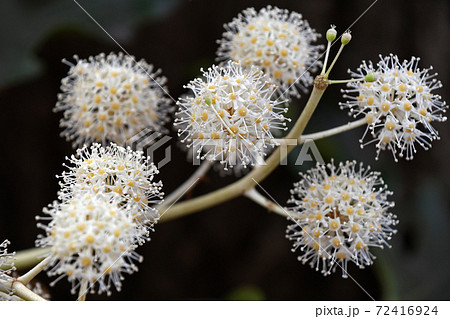 ヤツデの花 72416924