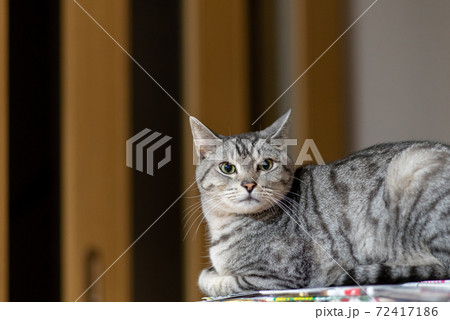 見つめる猫 サバトラ猫 見つめる猫 サバトラ猫 72417186