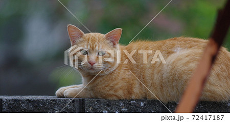くつろぐ猫　茶トラ猫 72417187