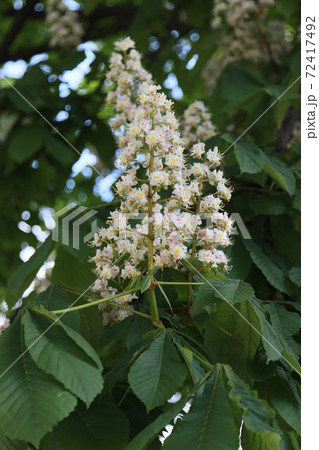 Flowering chestnut tree. 72417492