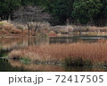 晩秋の池 72417505